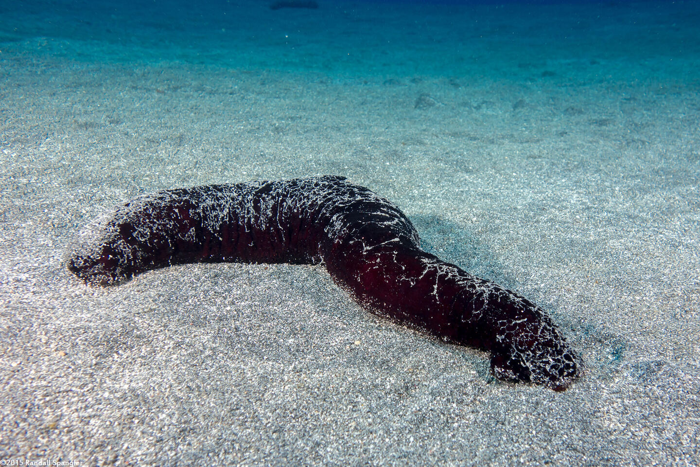 Holothuria atra (Black Sea Cucumber)