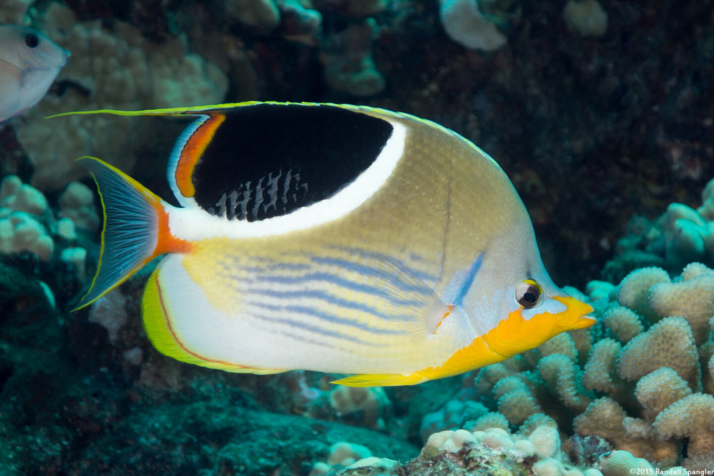 Chaetodon ephippium (Saddled Butterflyfish)