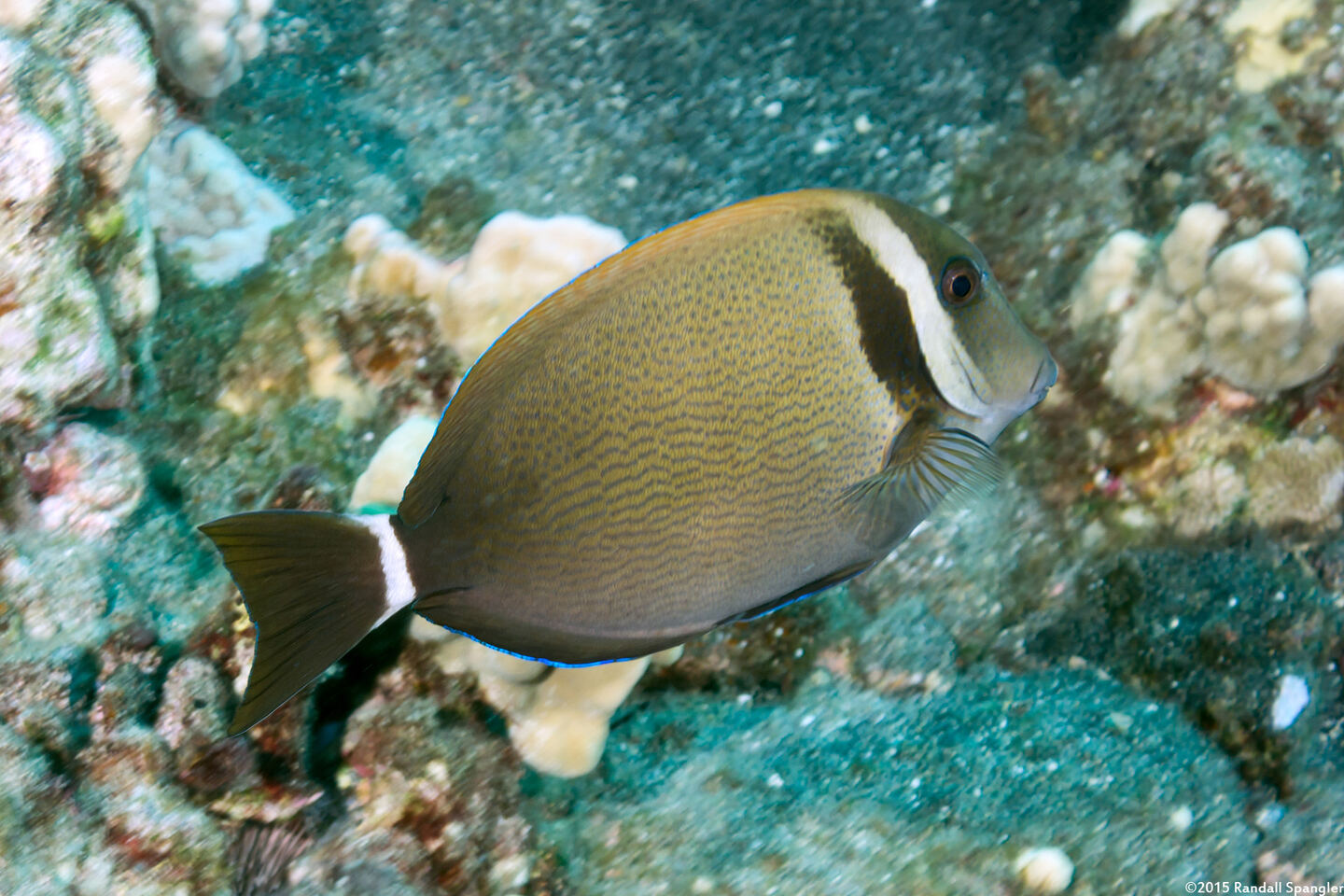 Acanthurus leucopareius (Whitebar Surgeonfish)