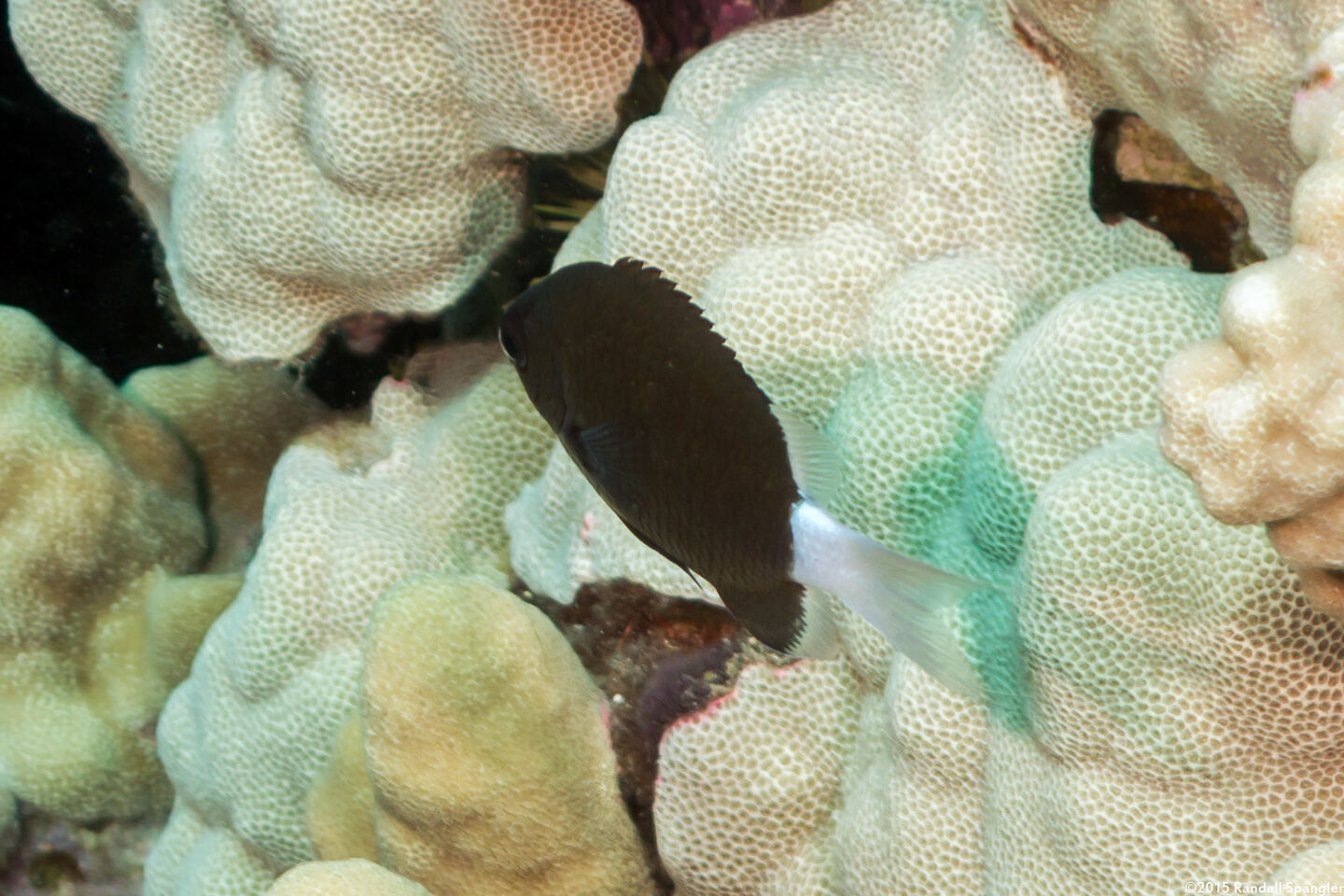 Pycnochromis hanui (Chocolate Dip Chromis)