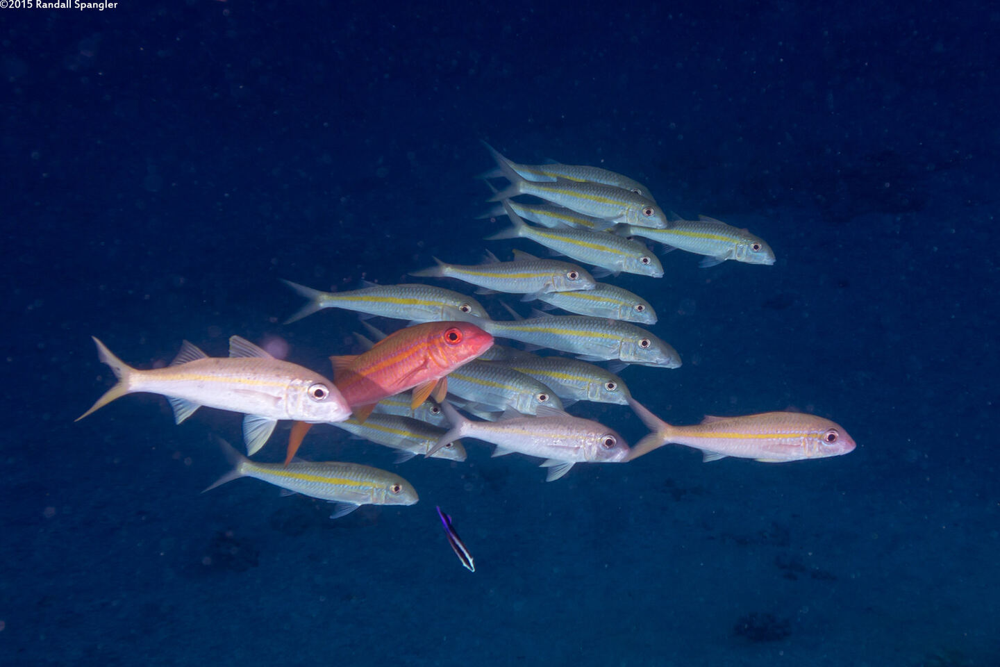 Mulloidichthys vanicolensis (Yellowfin Goatfish)