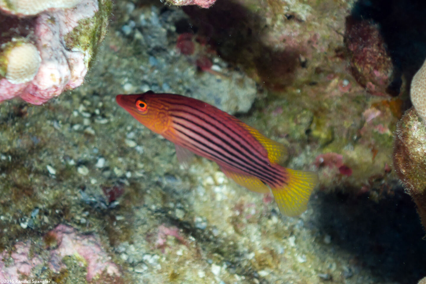 Pseudocheilinus octotaenia (Eightline Wrasse)