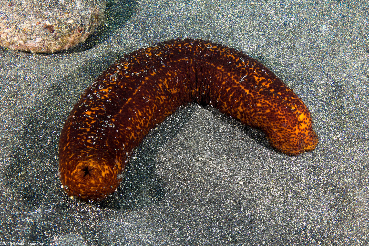 Bohadschia paradoxa (Paradoxical Sea Cucumber)