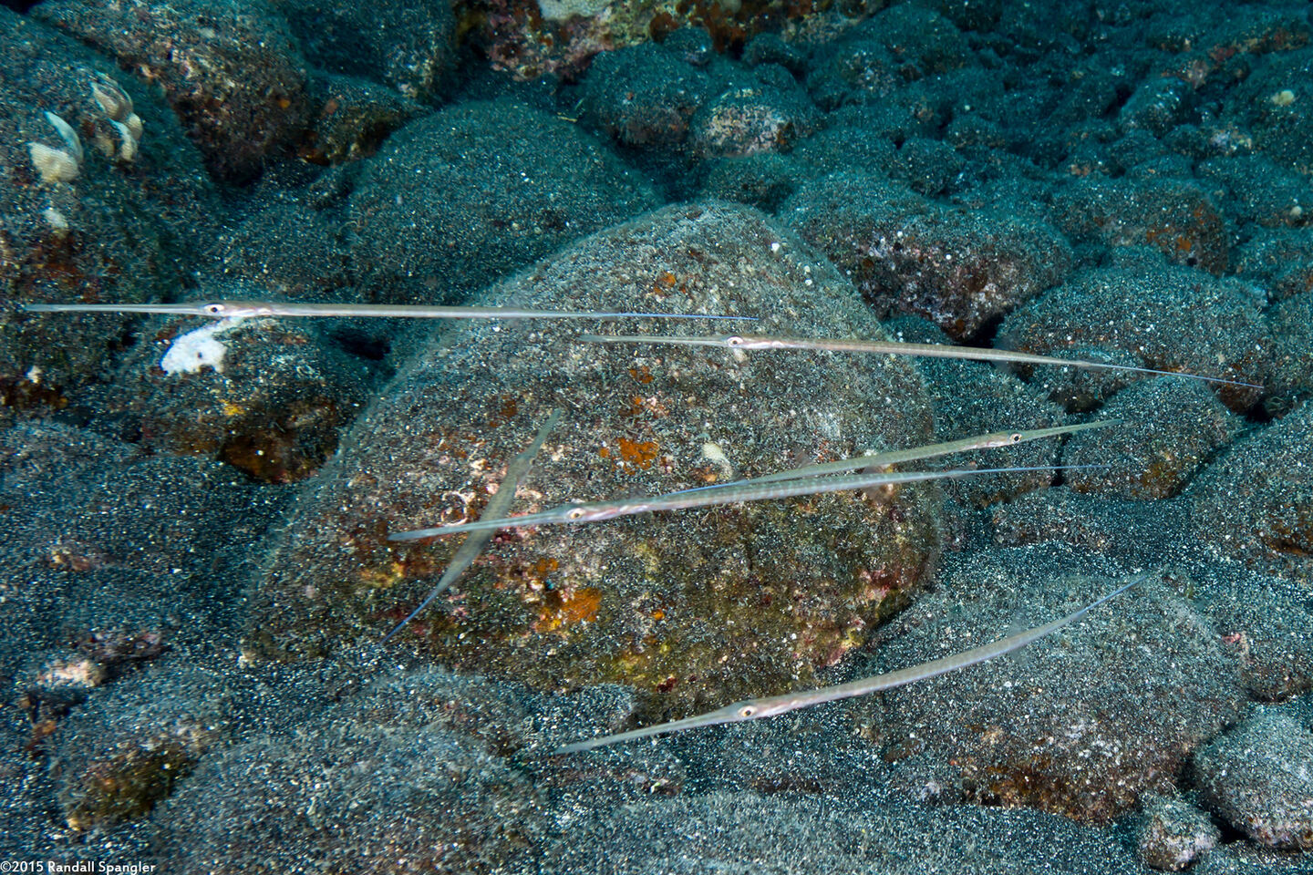 Fistularia commersonii (Bluespotted Cornetfish)
