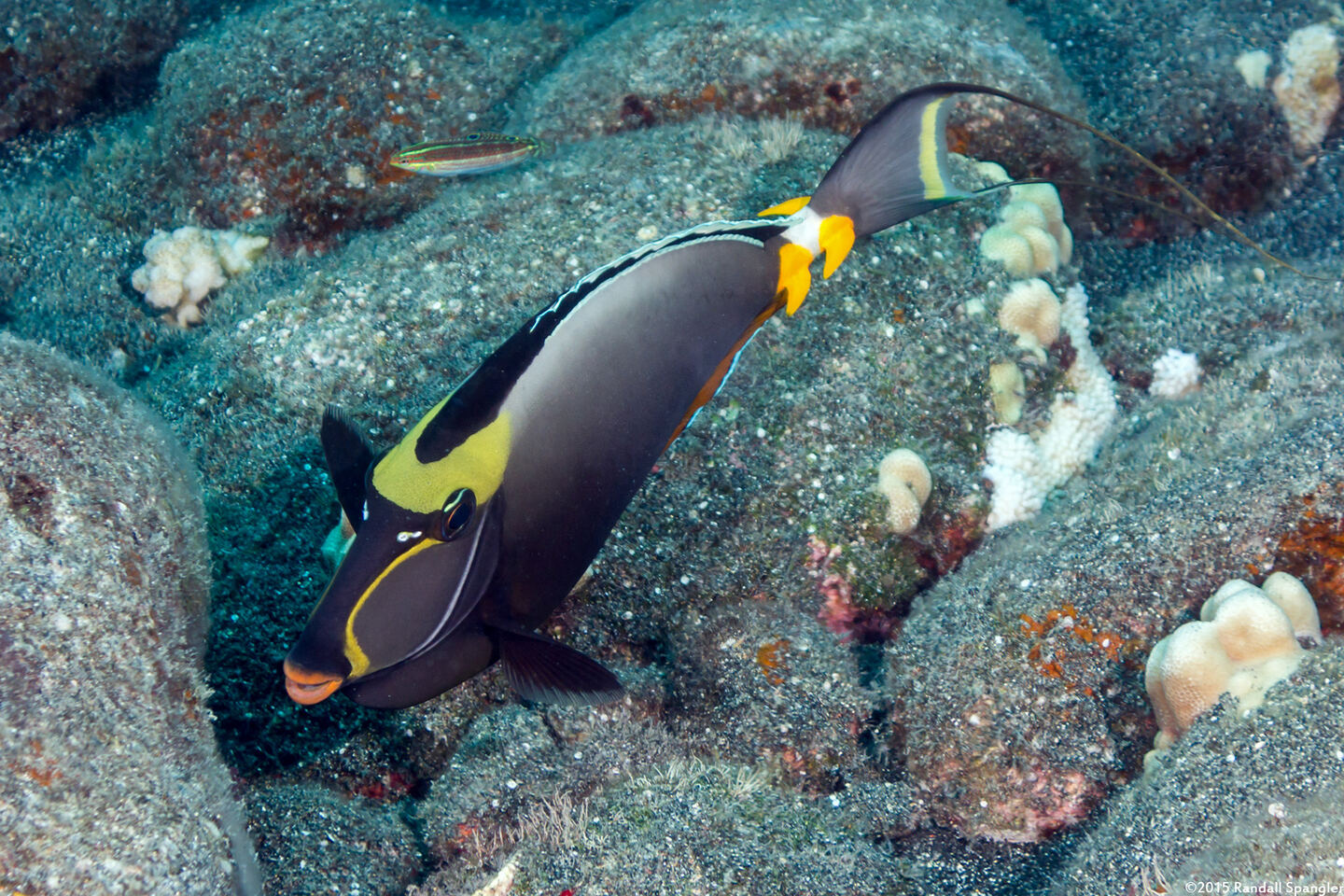 Naso lituratus (Orangespine Unicornfish)