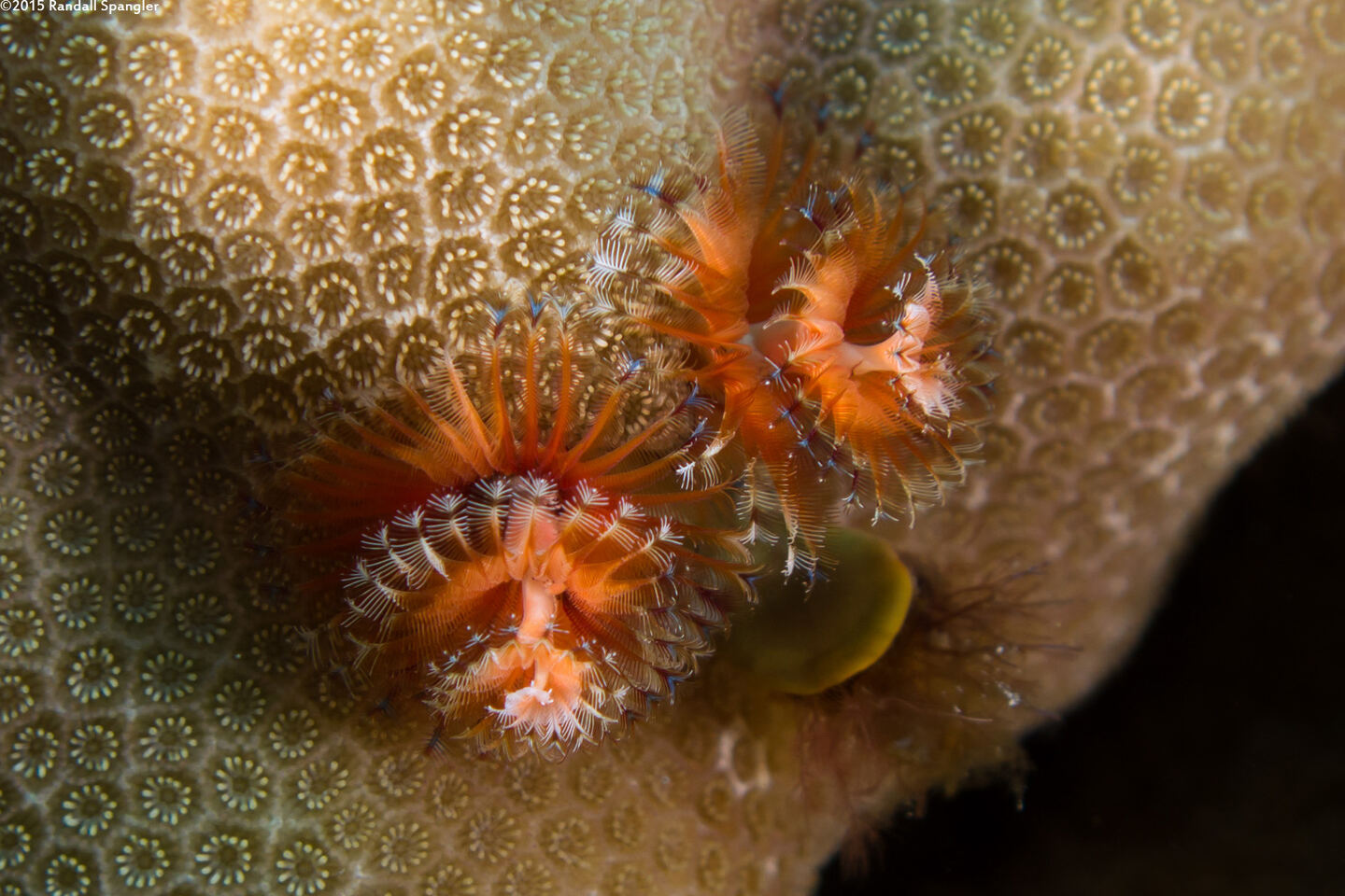 Spirobranchus sp.1 (Christmas Tree Worm)