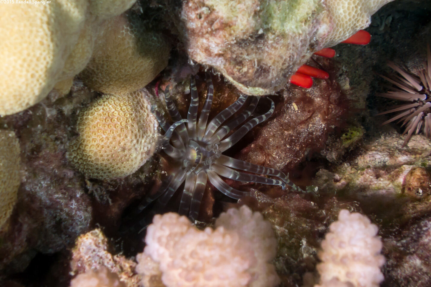 Boloceroides mcmurrichi (Swimming Anemone)
