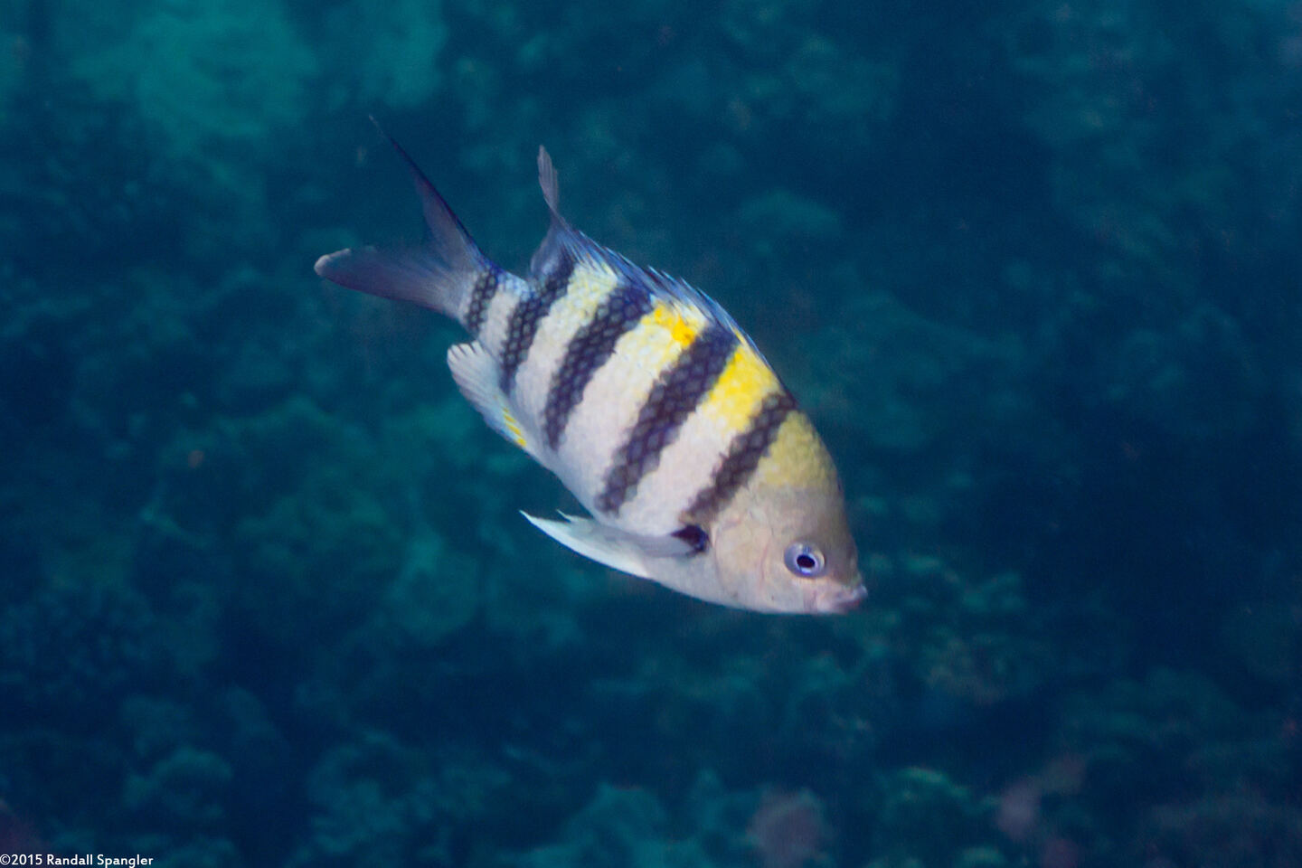 Abudefduf vaigiensis (Indo-Pacific Sergeant)