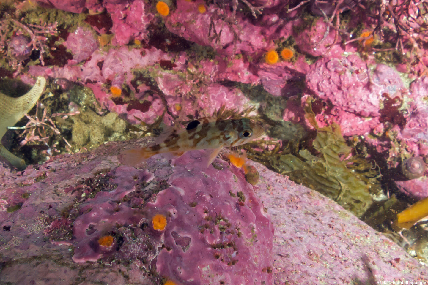 Sebastes pinniger (Canary Rockfish)