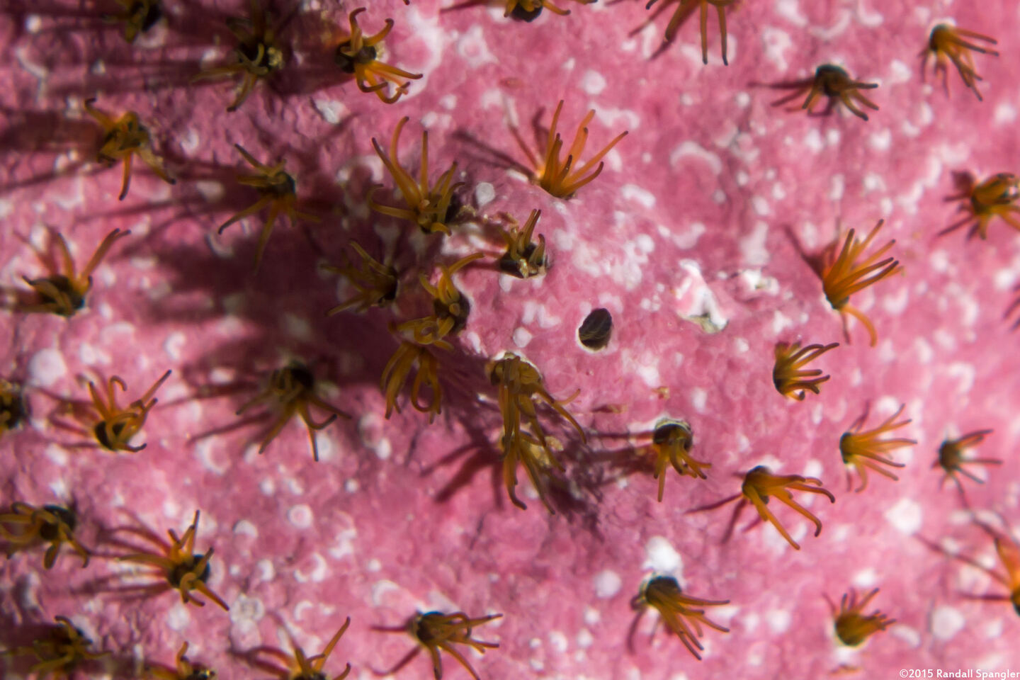 Dodecaceria concharum (Coralline Fringed Tube Worm)