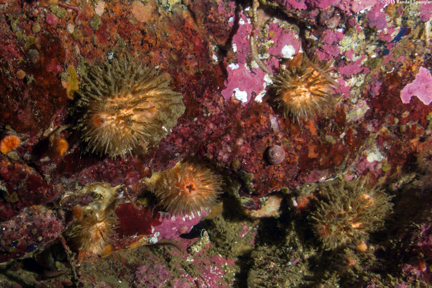 Halocynthia igaboja (Bristly Tunicate)