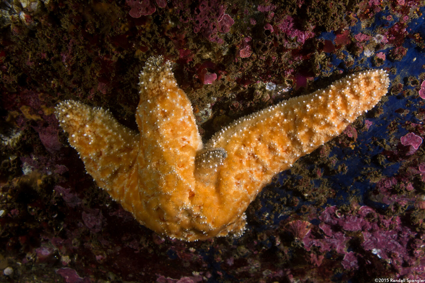 Pisaster ochraceus (Ochre Star); New arm starting to bud