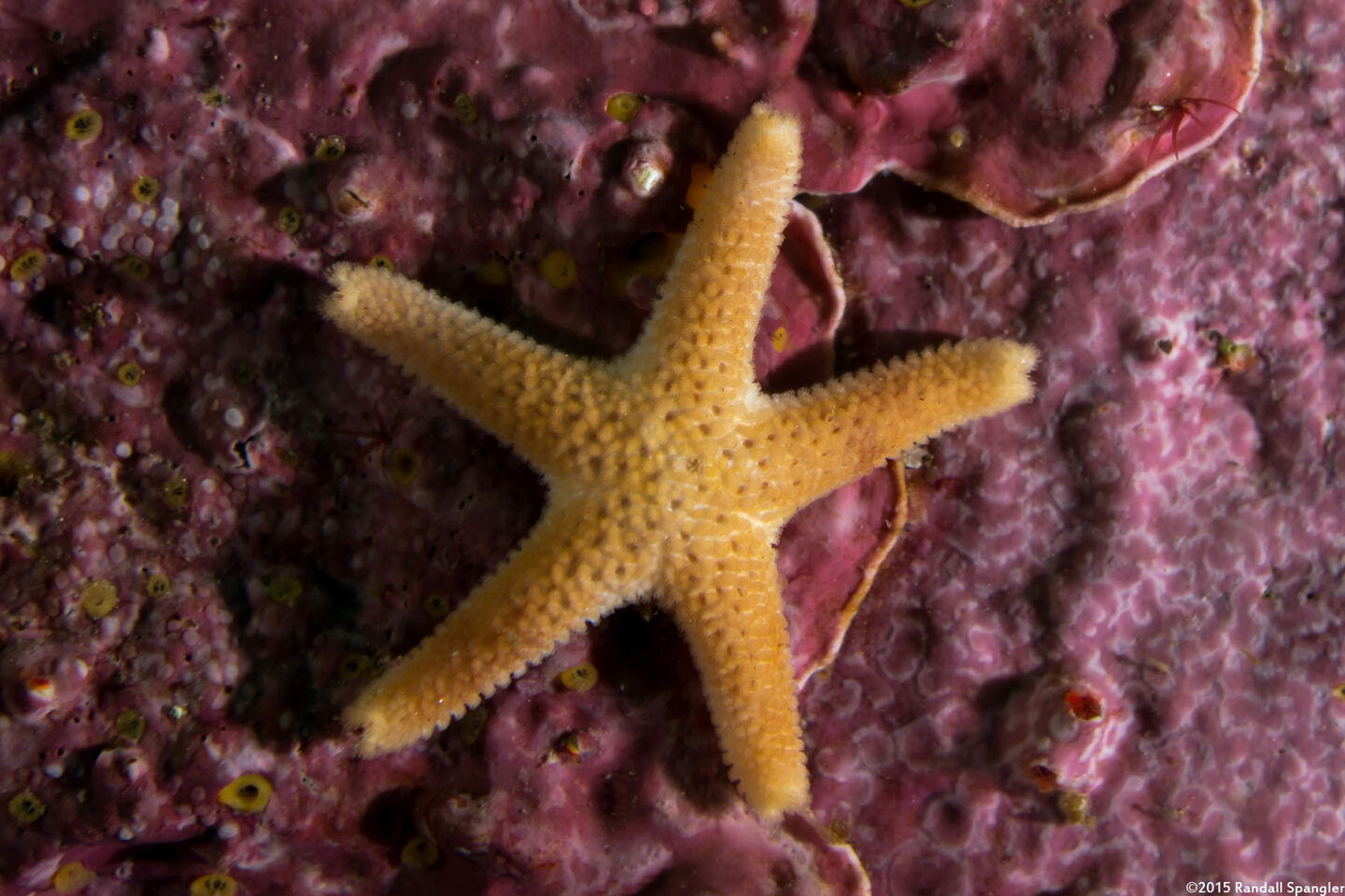 Henricia pumila (Dwarf Mottled Star)