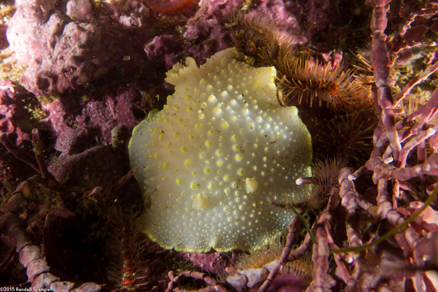 Cadlina luteomarginata (Yellow Margin Cadlina)