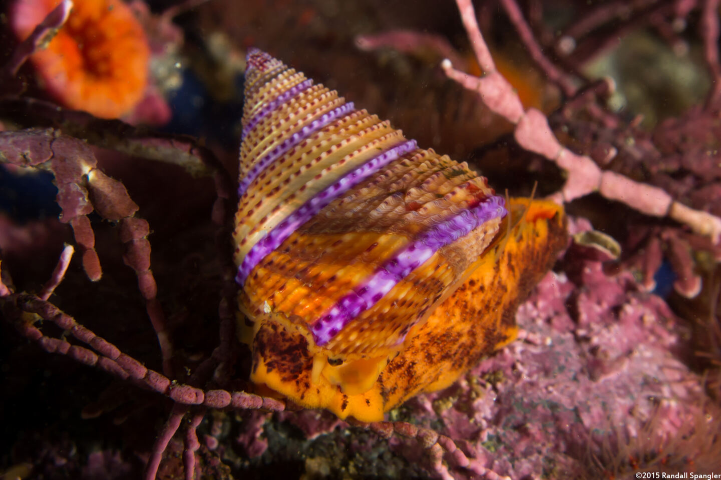 Calliostoma annulatum (Blue-Ring Top Snail)