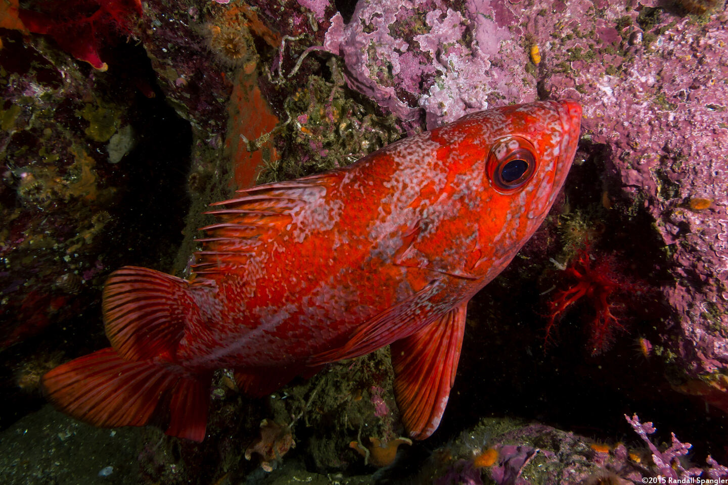 Sebastes miniatus (Vermilion Rockfish)