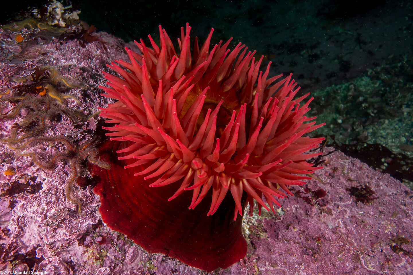 Urticina piscivora (Fish-Eating Urticina)