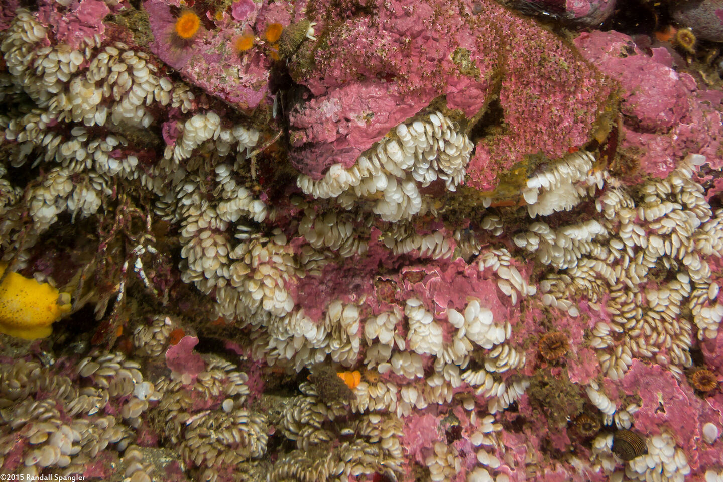 Kelletia kelletii (Kellet's Whelk)