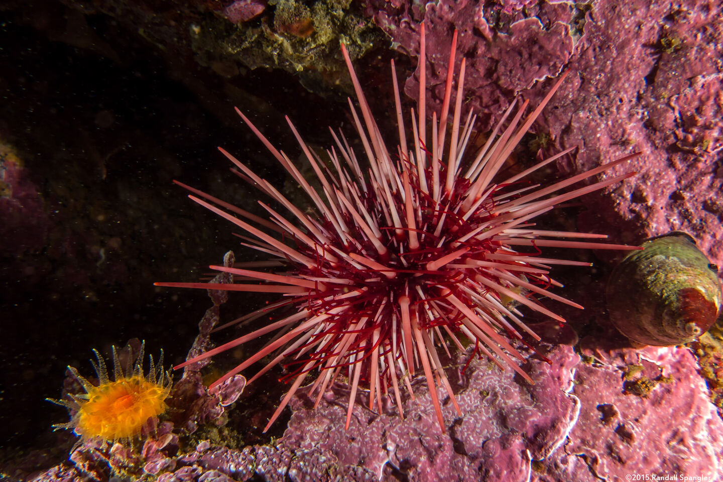 Mesocentrotus franciscanus (Red Sea Urchin)