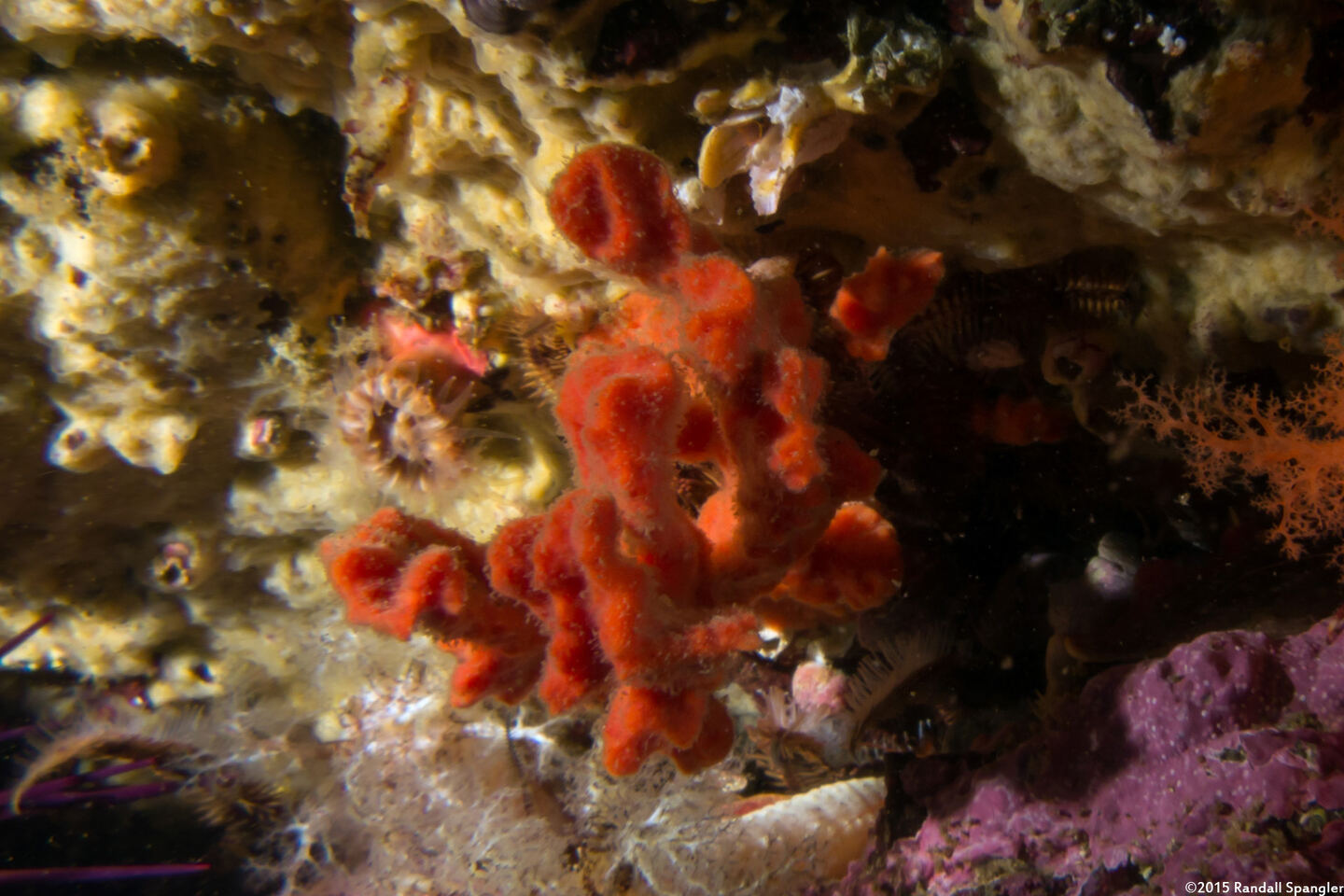 Clathria parthena (Clathria parthena)