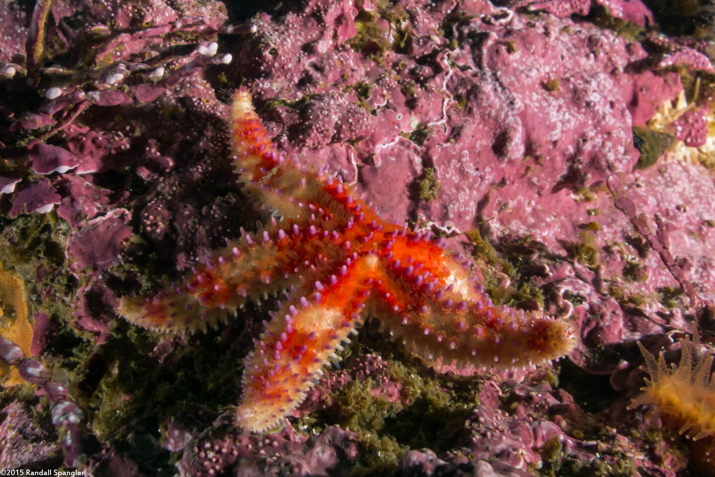 Orthasterias koehleri (Rainbow Star)