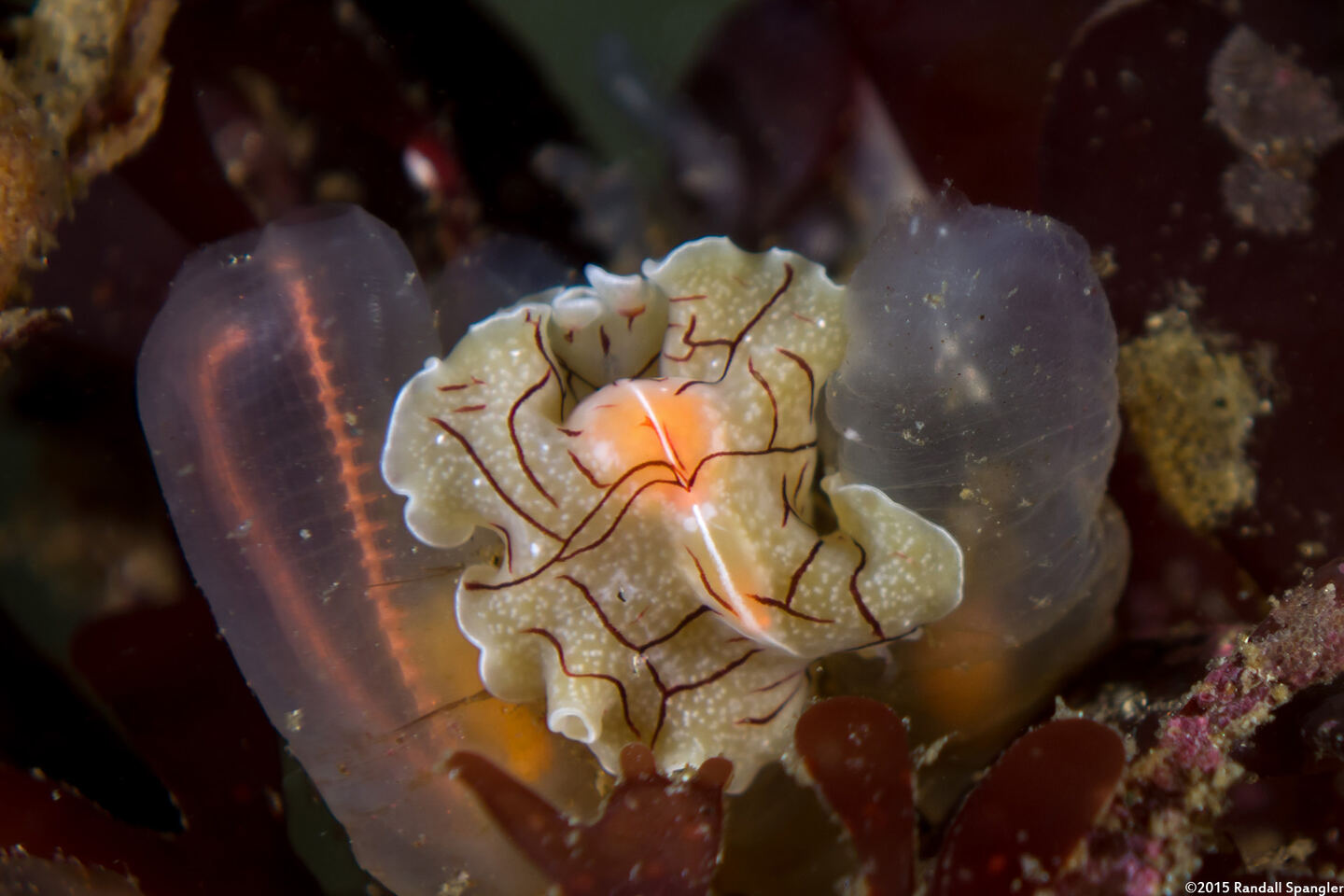 Eurylepta californica (Montgomery's Flatworm)
