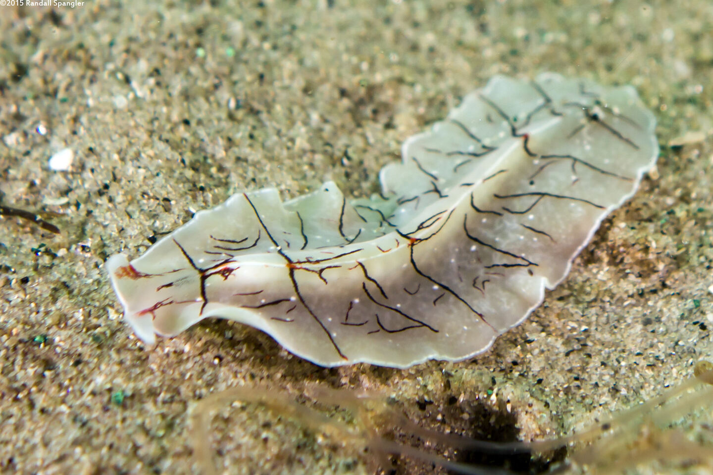 Eurylepta californica (Montgomery's Flatworm)