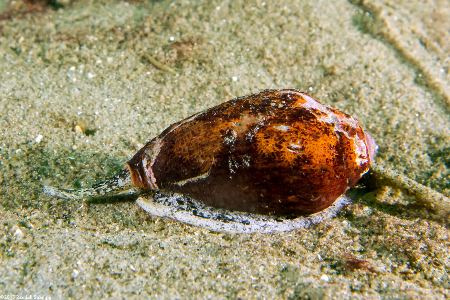 Californiconus californicus (California Cone Snail)