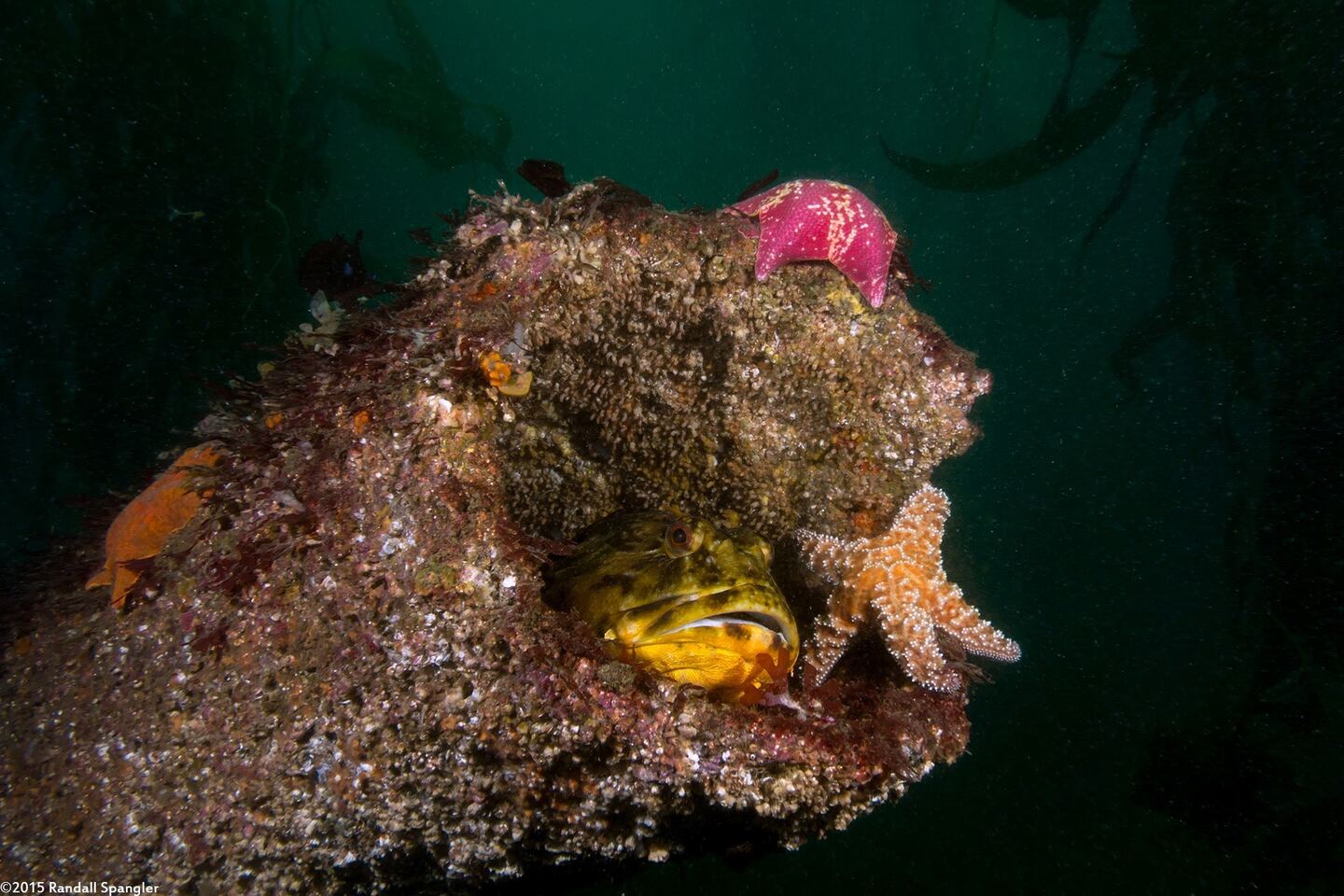 Scorpaenichthys marmoratus (Cabezon)