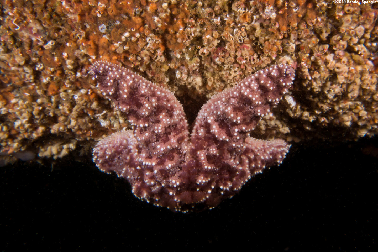 Pisaster ochraceus (Ochre Star)
