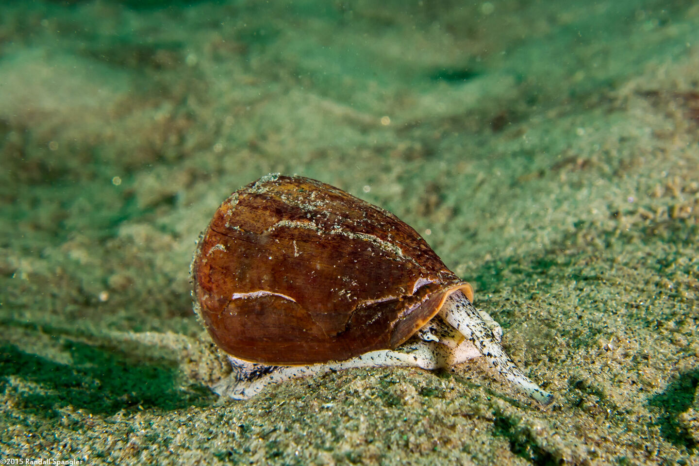 Californiconus californicus (California Cone Snail)