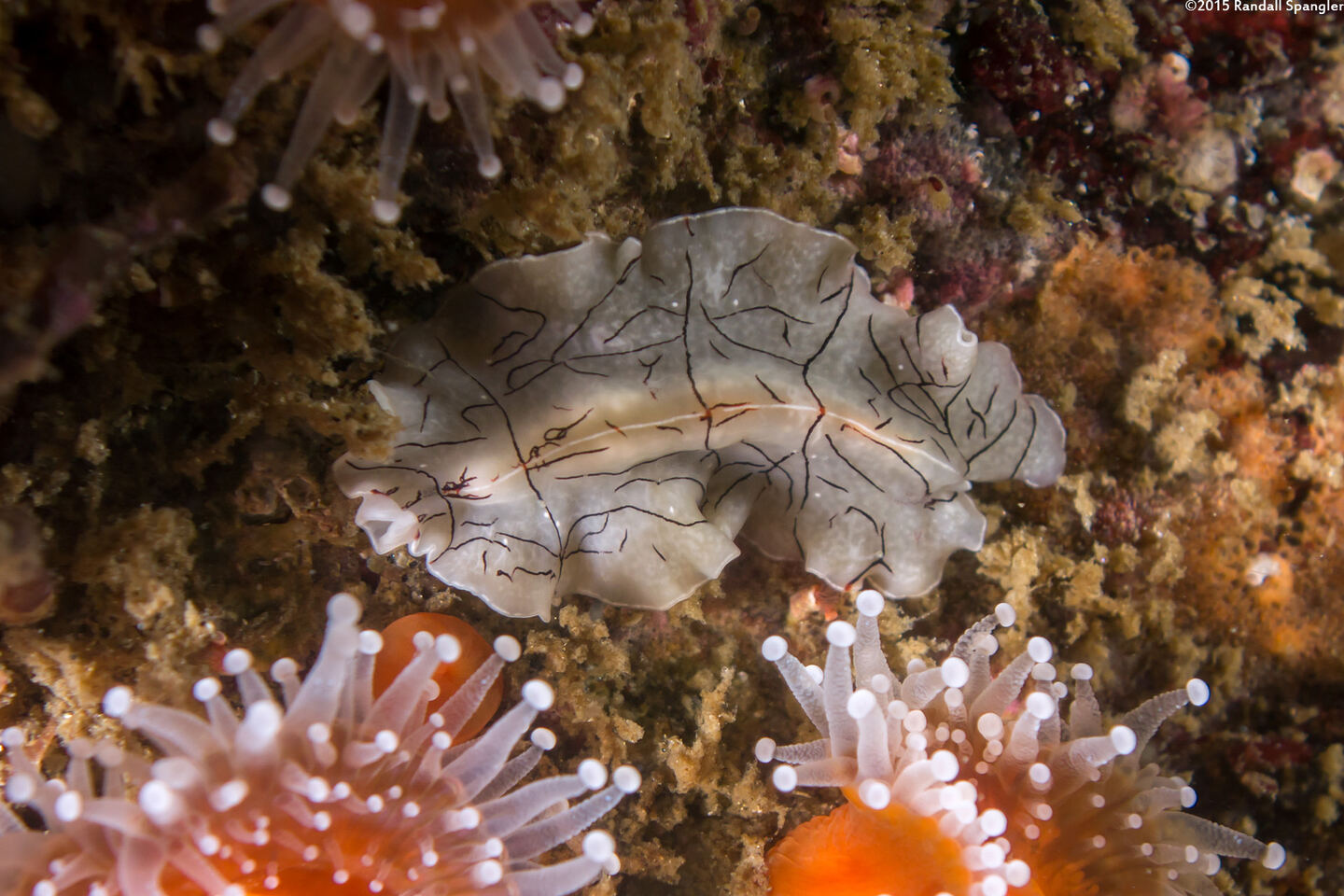 Eurylepta californica (Montgomery's Flatworm)