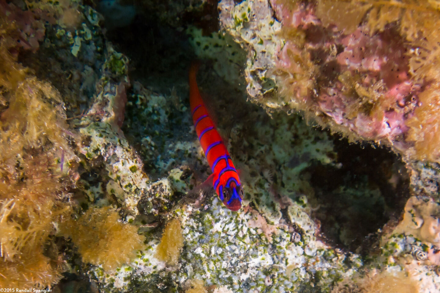 Lythrypnus dalli (Bluebanded Goby)