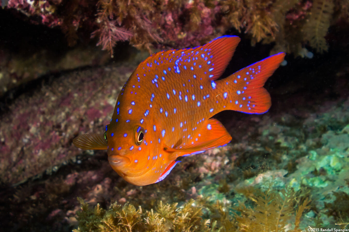 Hypsypops rubicundus (Garibaldi)