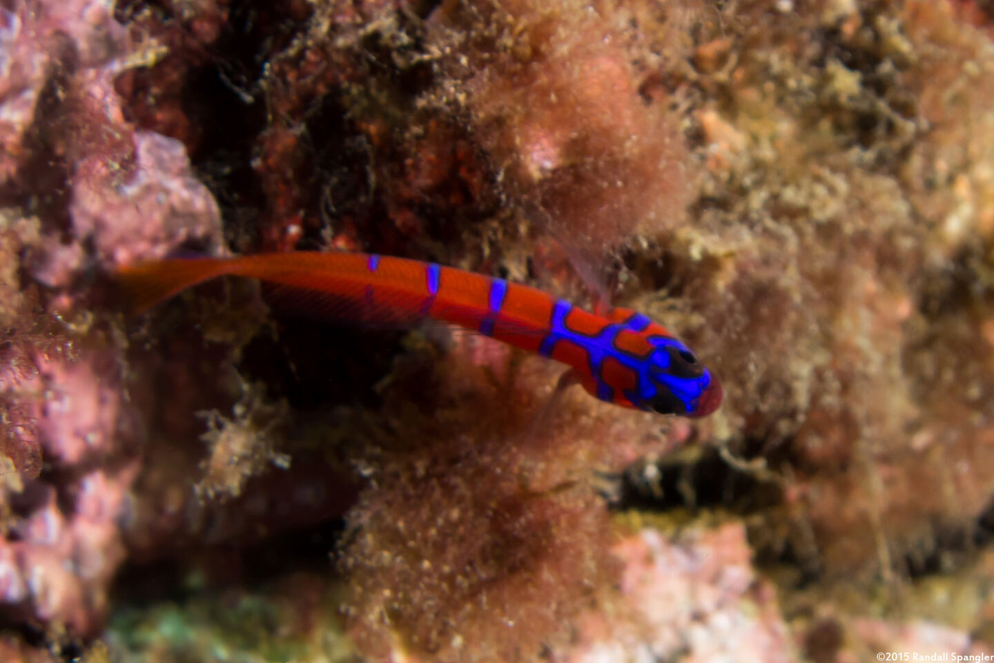 Lythrypnus dalli (Bluebanded Goby)