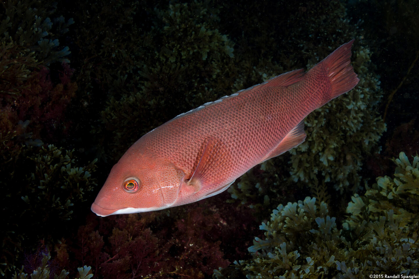 Semicossyphus pulcher (California Sheephead)