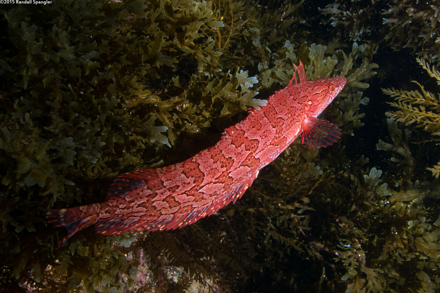 Heterostichus rostratus (Giant Kelpfish)