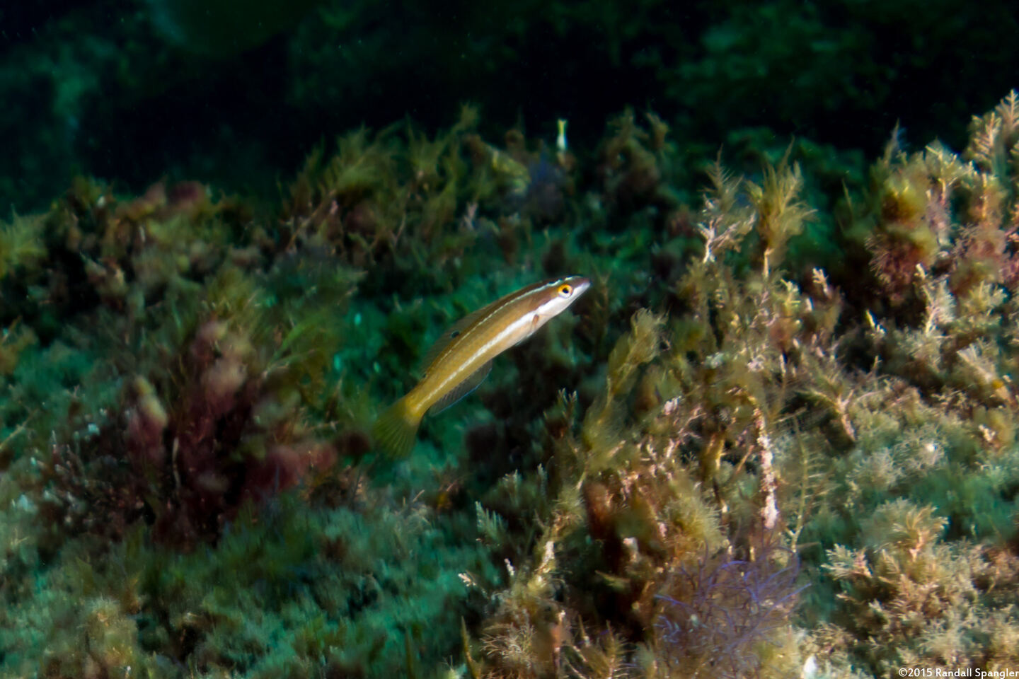 Halichoeres semicinctus (Rock Wrasse)