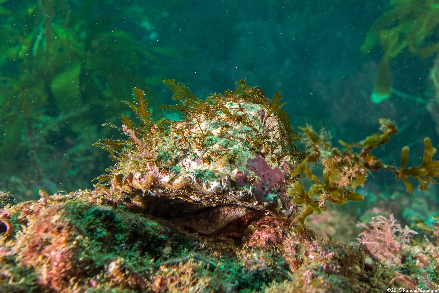 Megastraea undosa (Wavy Turban Snail)