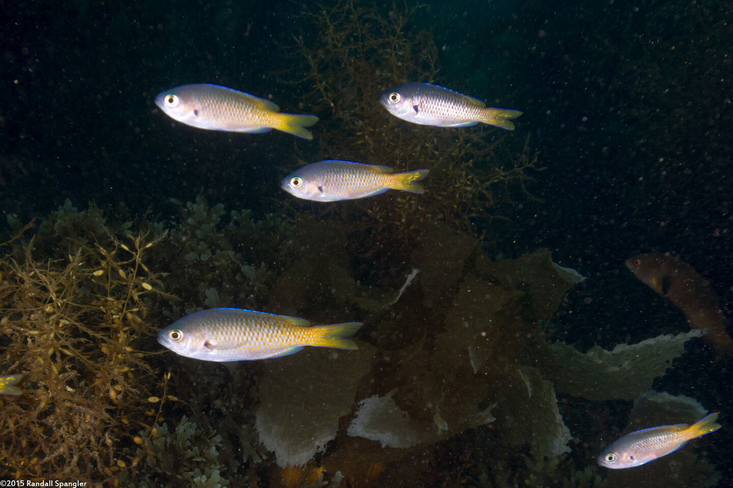 Chromis punctipinnis (Blacksmith)