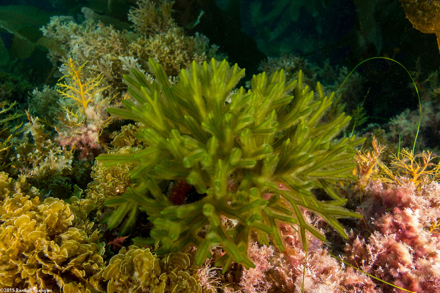 Codium fragile (Dead Man's Fingers)