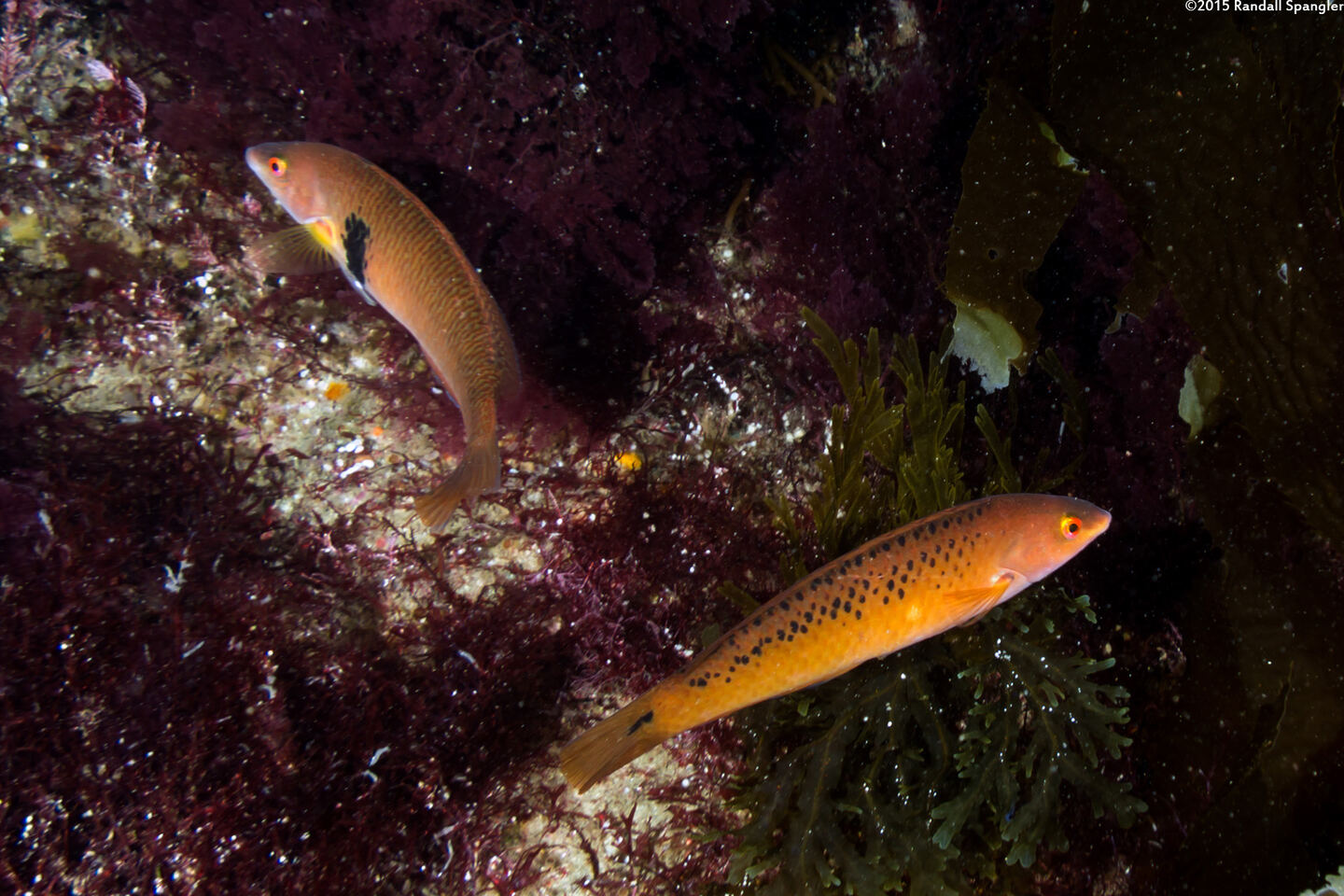 Halichoeres semicinctus (Rock Wrasse)