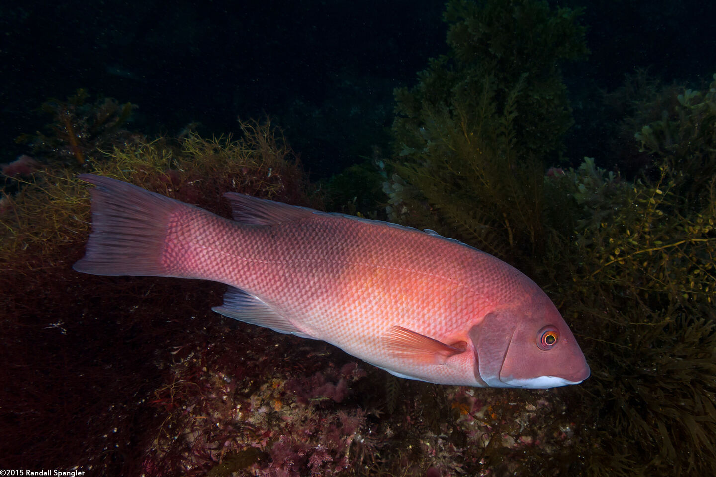 Semicossyphus pulcher (California Sheephead)