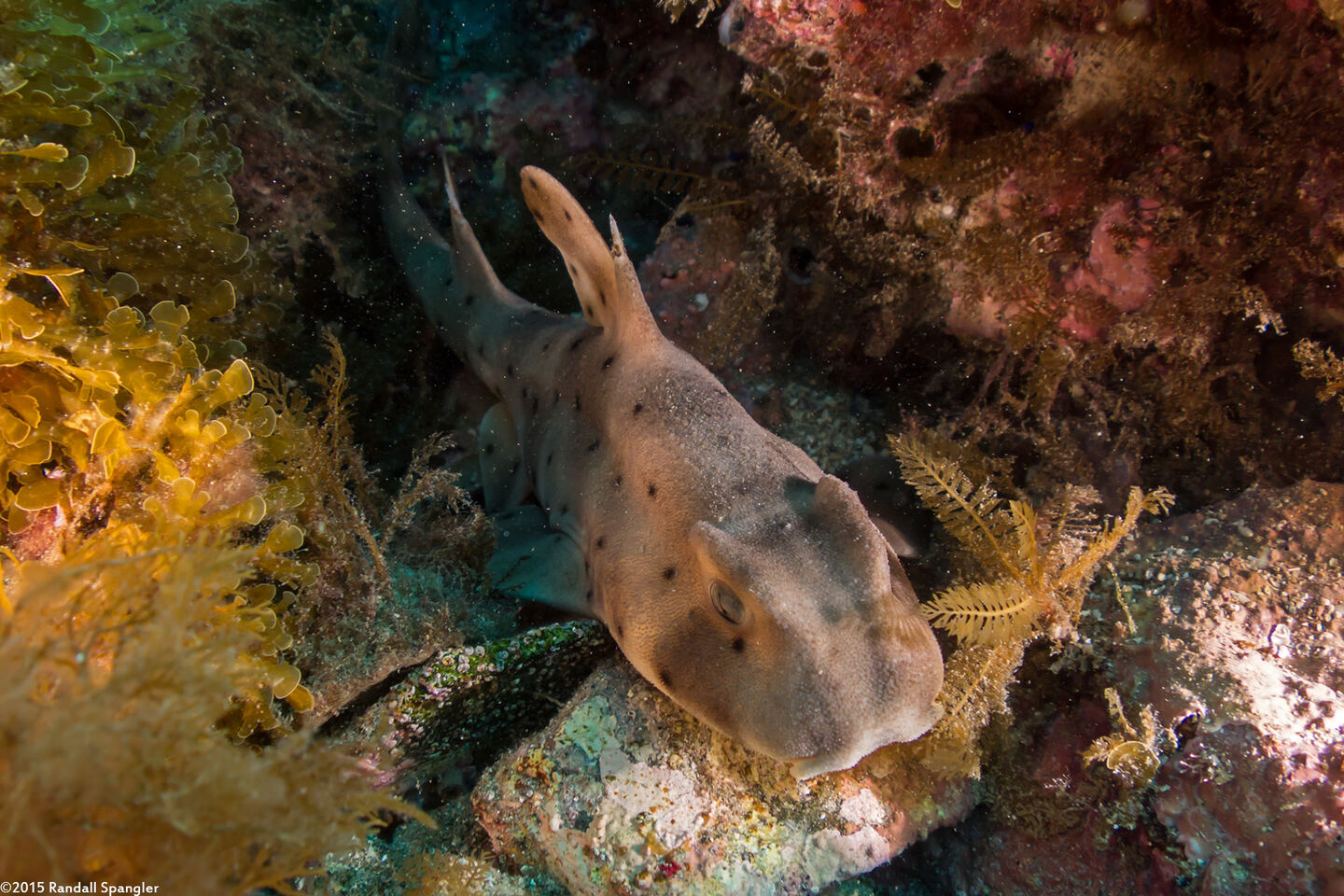 Heterodontus francisci (Horn Shark)