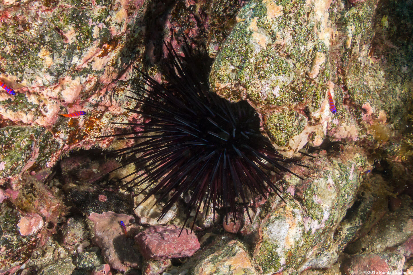 Centrostephanus coronatus (Crowned Urchin)