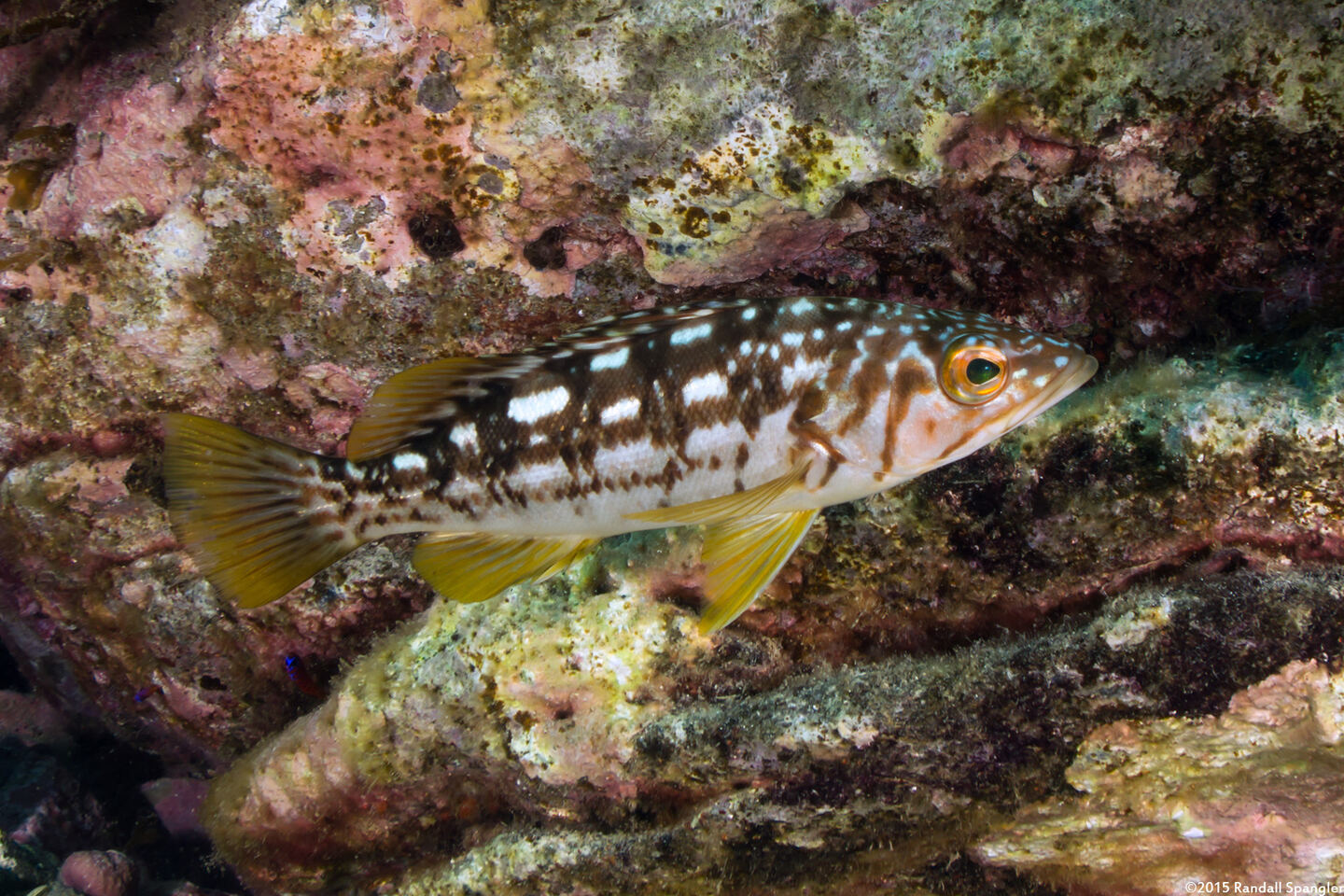 Paralabrax clathratus (Kelp Bass)