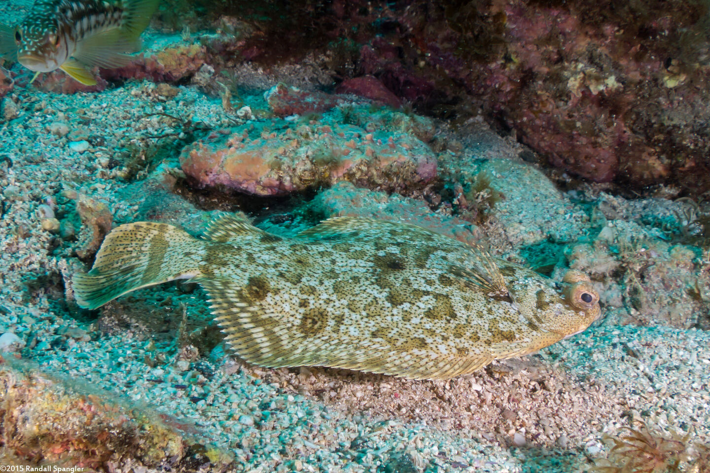 Pleuronichthys coenosus (C-O Sole)