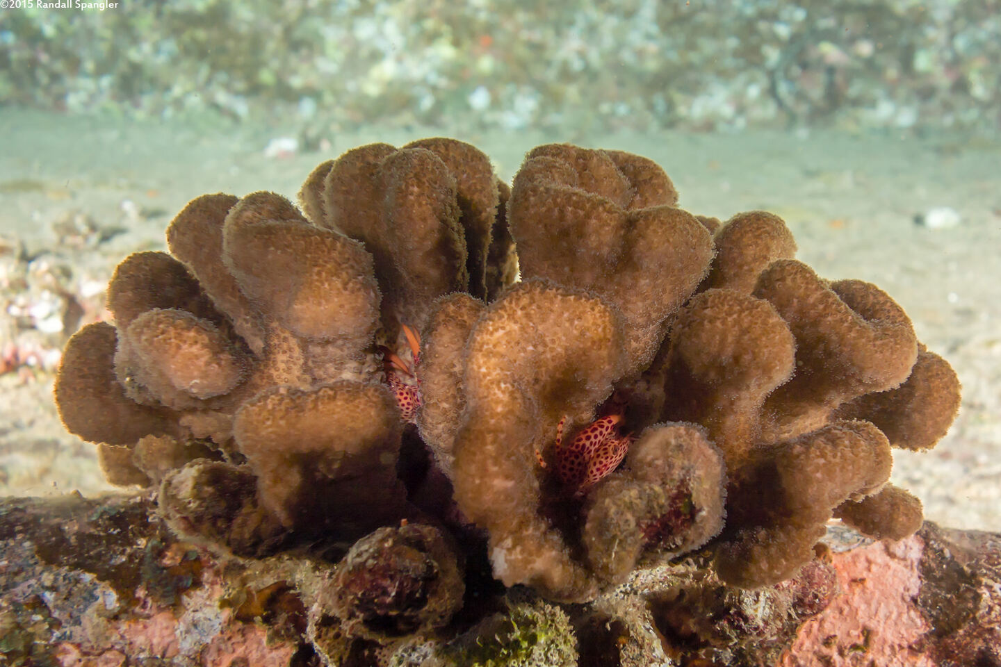 Trapezia tigrina (Red-Spotted Guard Crab)