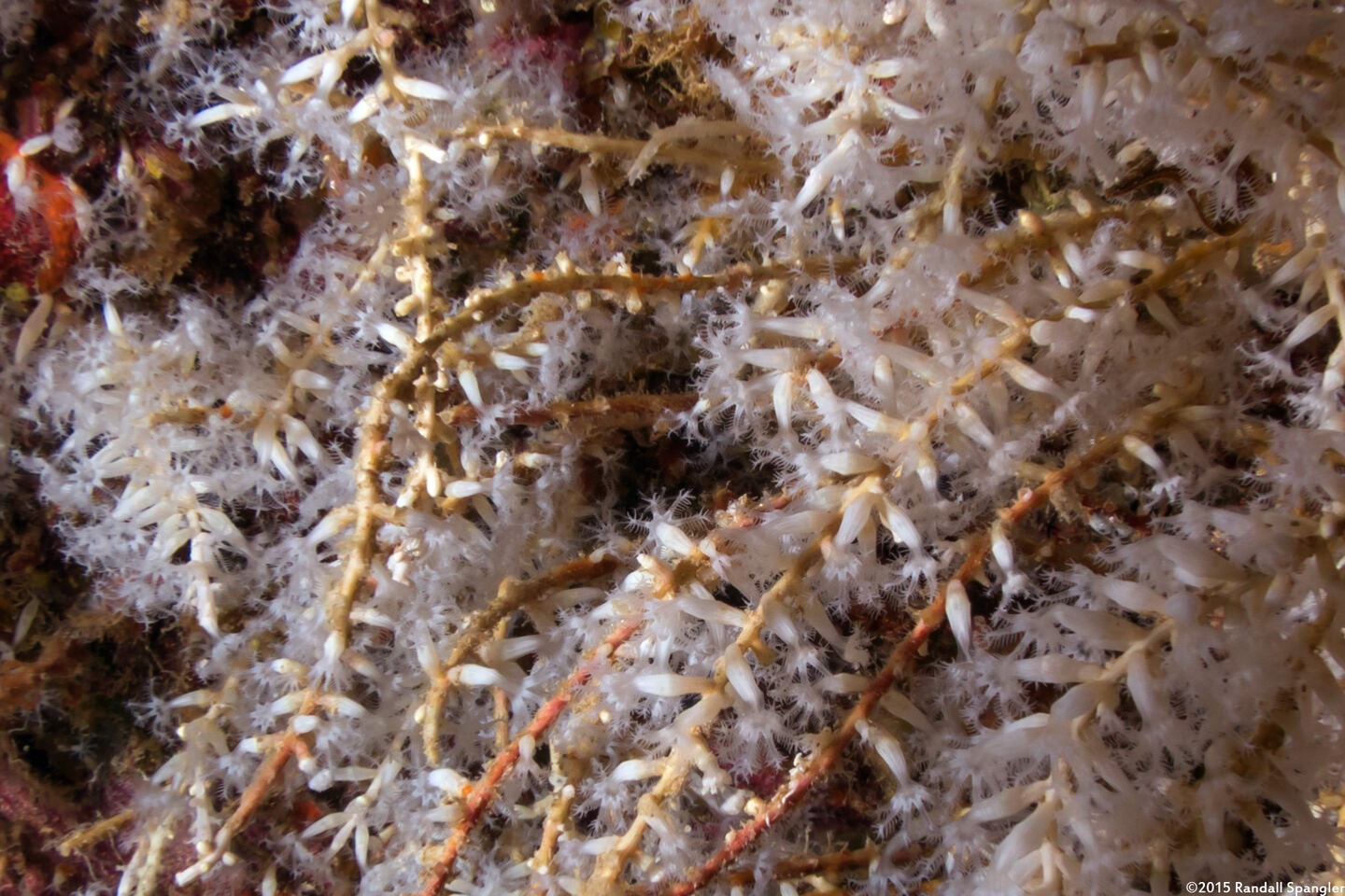 Carijoa sp.1 (Snowflake Coral)