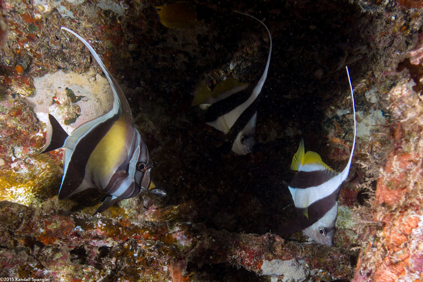 Zanclus cornutus (Moorish Idol); With schooling bannerfish